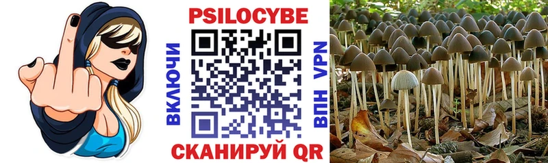 Псилоцибиновые грибы Psilocybe Астрахань